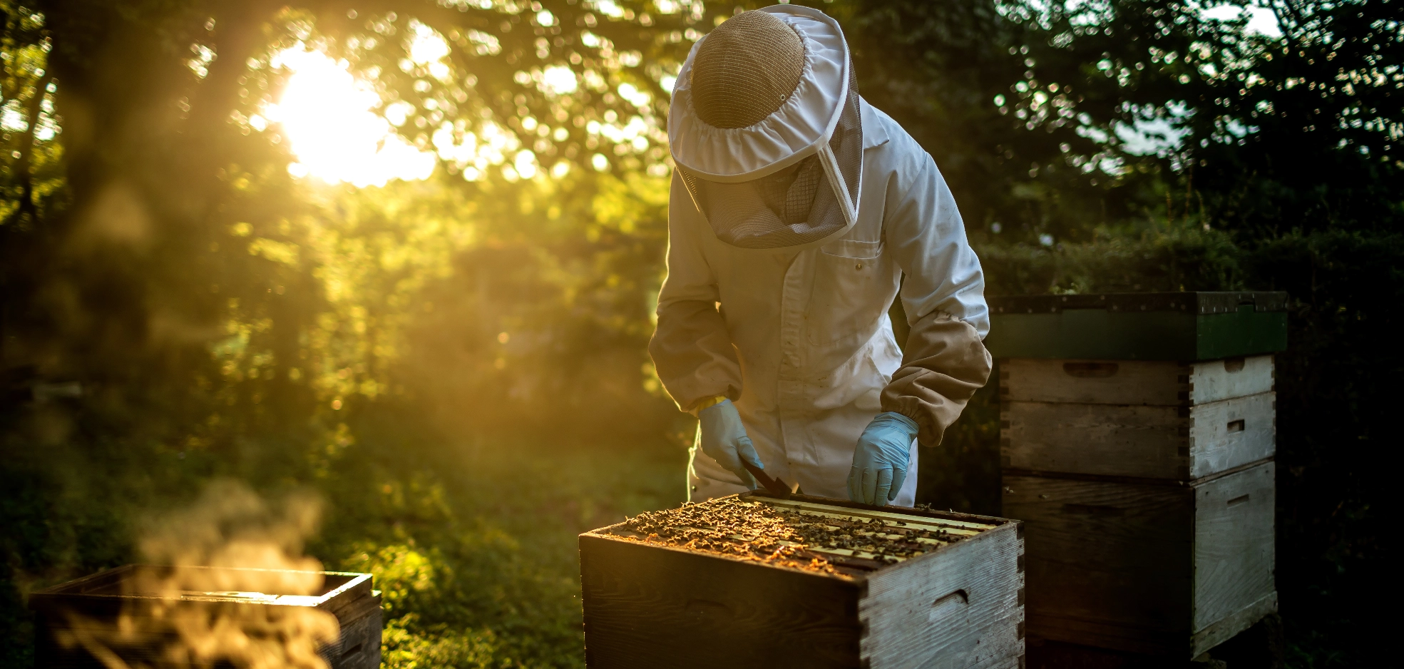 Willy's Beekeeping Beekeeping , Free Website, Tec-Nut.com Websites, No Coding Website, Company Website, Free Website, New Company, New Website, Website Builder Serving Dorking
