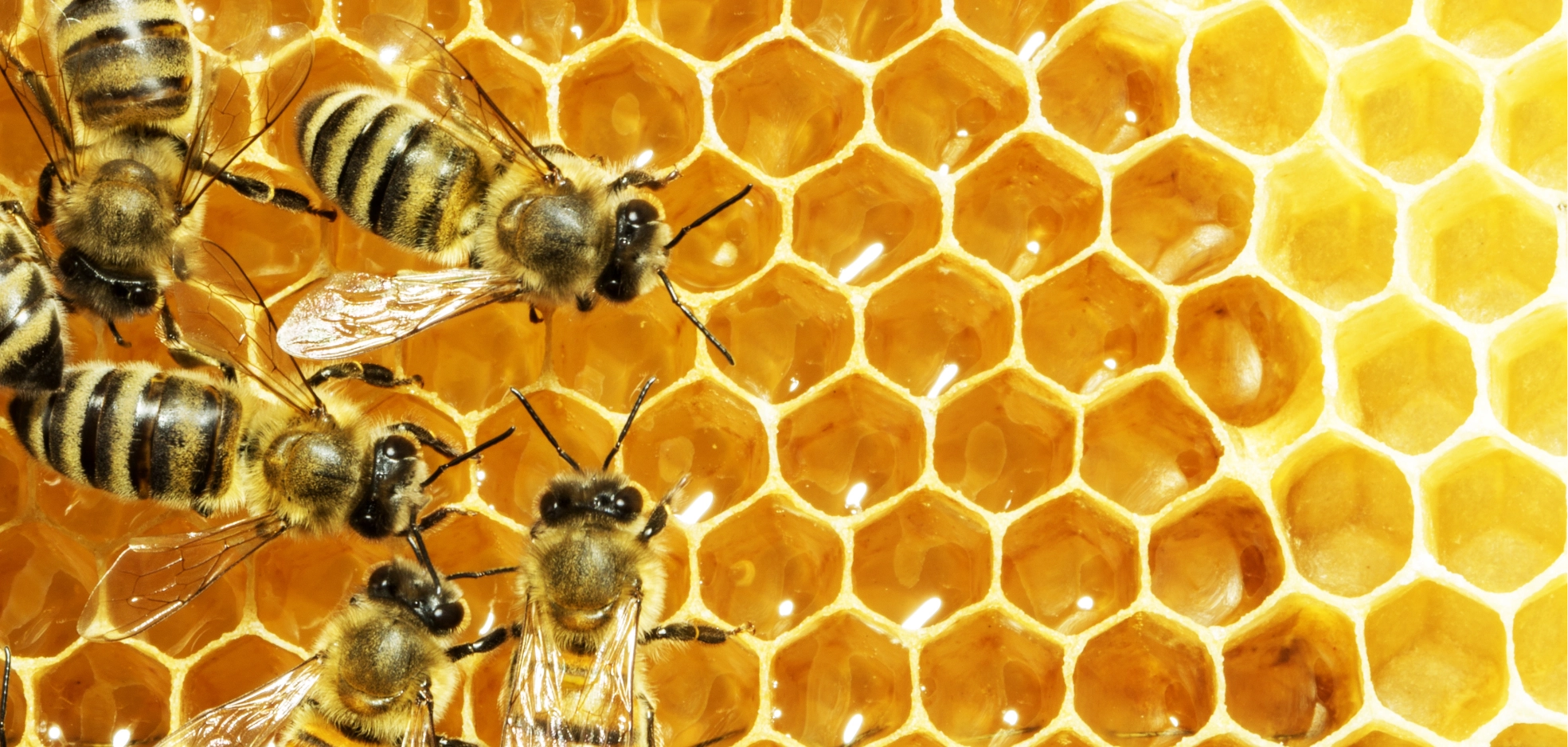 Willy's Beekeeping Beekeeping , Free website template, easy website, Easy Website, Free Website, New Website, No Coding Website, Company Website, Free Website Serving Dorking