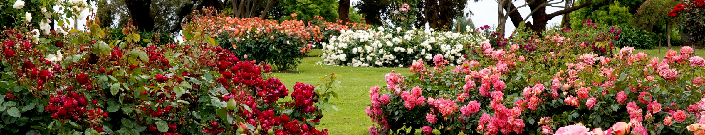 Image Gallery tec-nut.com for A1 Gardener - Garden design, Free Website, Free website template, New Website, easy website, Best Website Builder, Simple Website, Landscaping services, Garden maintenance, New Company, Tec-Nut.com Websites, Company Website