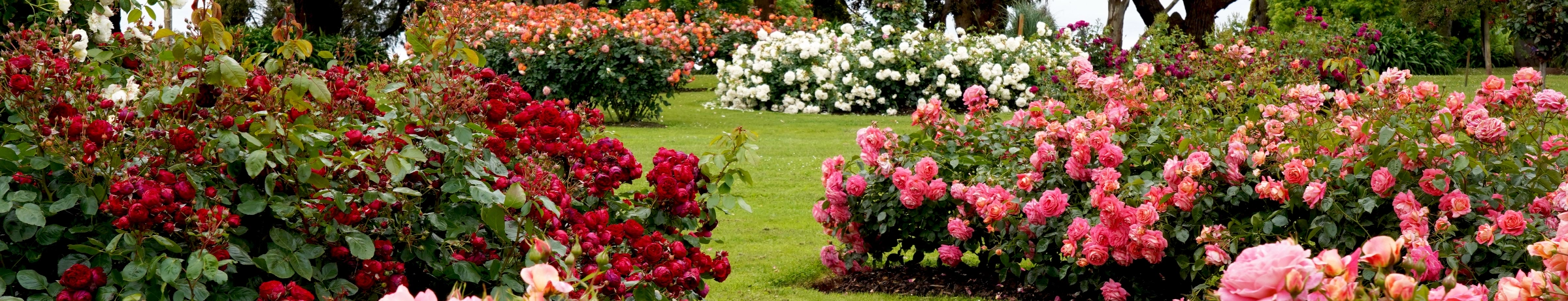 Image Gallery tec-nut.com for A1 Landscaper - New Website, New Company, Tree services, Website Builder, Free website template, Free Website, Lawn care, Landscape design, No Coding Website, easy website, Simple Website, Easy Website