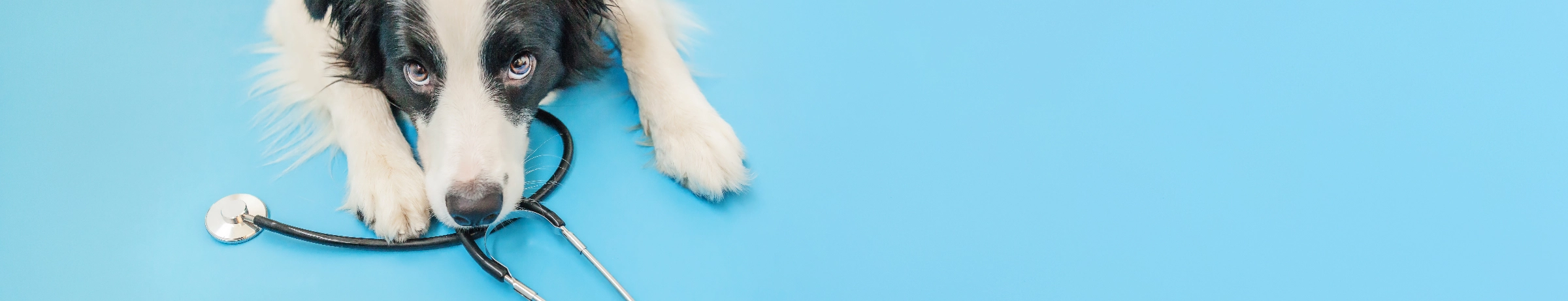 Image Gallery tec-nut.com for Surrey Veterinarian -  New Company, Easy Website, Free Website, Free Website, Best Website Builder, Website Builder,  Veterinary medicine,  Pet health,  Animal hospital, Animal care, Simple Website, No Coding Website
