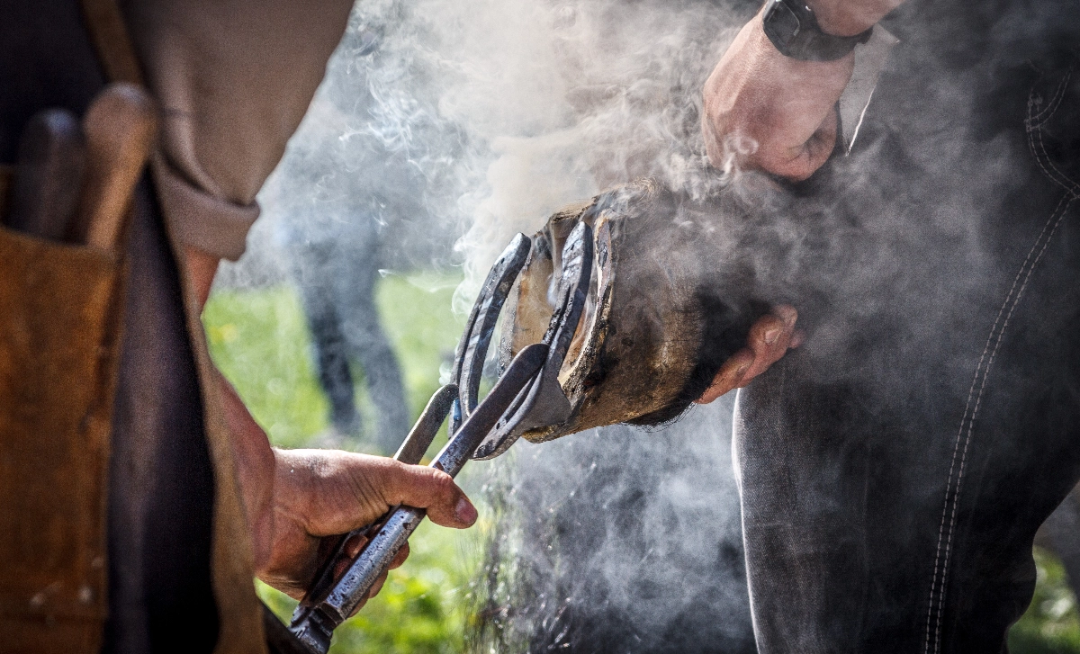 Our about image for Surrey Farrier.  See more information for our Dorking location.