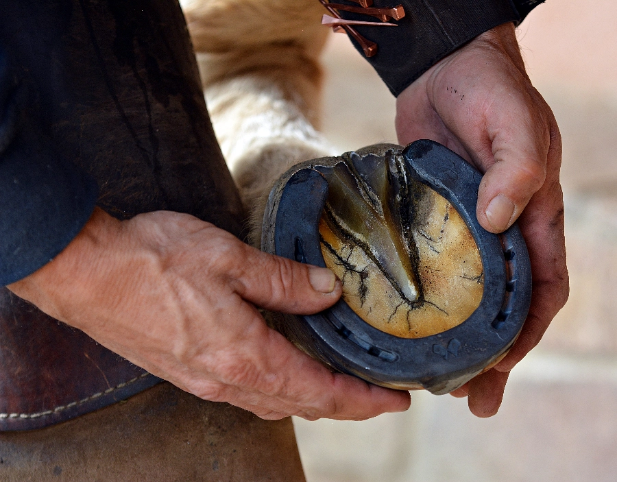 Image Gallery Image for Surrey Farrier Shoeing Service for Surrey Farrier , New Company, Easy Website, Company Website, New Website, Better than squarespace,  Equine Podiatry, Horseshoeing, Simple Website in the Dorking area , Better Than Wix,  Hoof Care, easy website, New Website, Free Website, New Company, Simple Website, No Coding Website