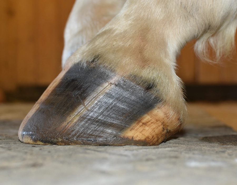 Image for Acme Farrier Bare Foot Trimming Service for Acme Farrier ,  Equine Podiatry, Simple Website, Free Website, No Coding Website, New Website, Tec-Nut.com Websites, Easy Website, New Company in the Dorking area