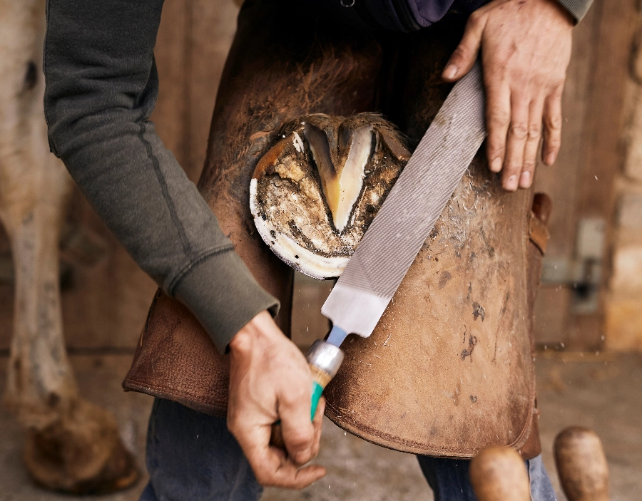 Image for Acme Farrier Remedial and Corrective Service for Acme Farrier , Company Website,  Equine Podiatry, No Coding Website,  Hoof Care, New Company, New Website, Better than squarespace, Free Website in the Dorking area