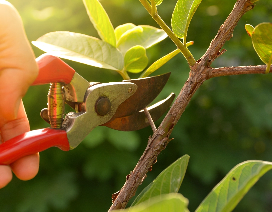 Image for BikeNuts Pruning Service for BikeNuts in the Dorking area