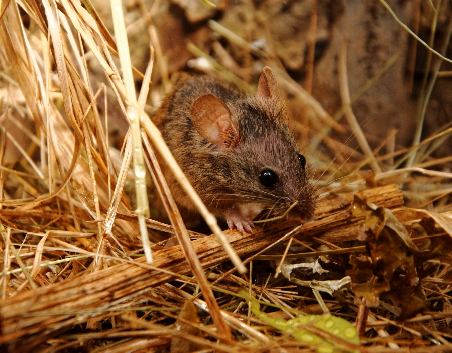 Image of tec nut single websites demo Pest control Get a new company website with: building small business website, small company website, websites for start-ups, website builder, build a website, web building sites, sample website, website design, Easy Website, Free Website, WordPress