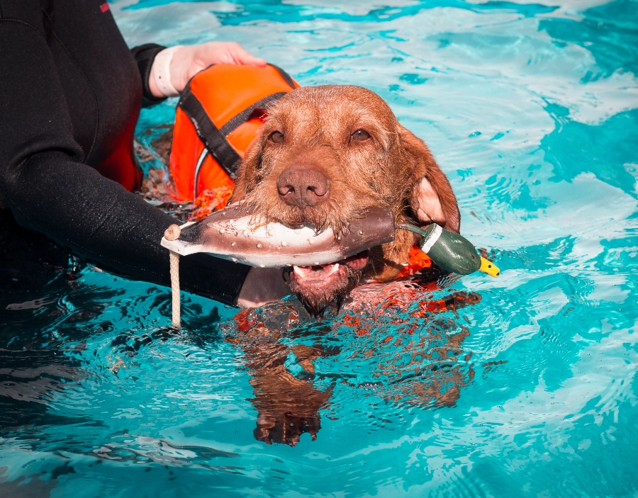 Image for Jenny's Veterinarian Hydrotherapy Service for Jenny's Veterinarian ,  Pet health, Simple Website, easy website, Better than squarespace, New Company, Easy Website, Better Than Wix,  Veterinary clinic in the Dorking area